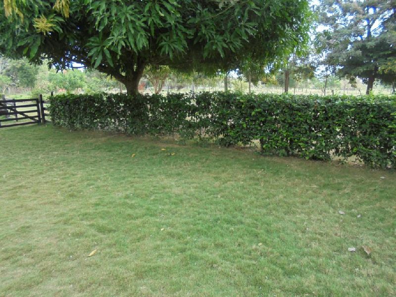 Foto 19